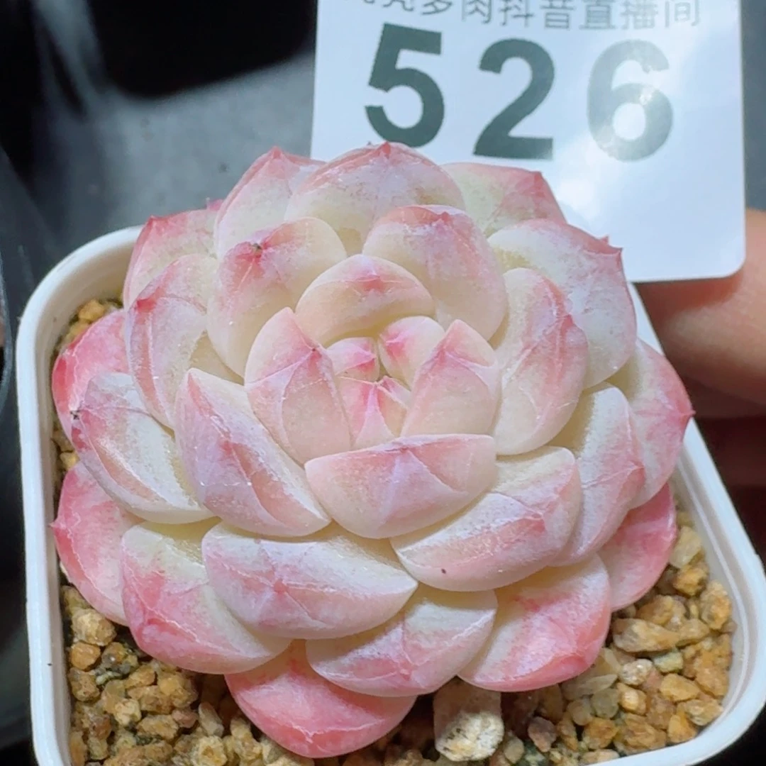 美心         精品多肉