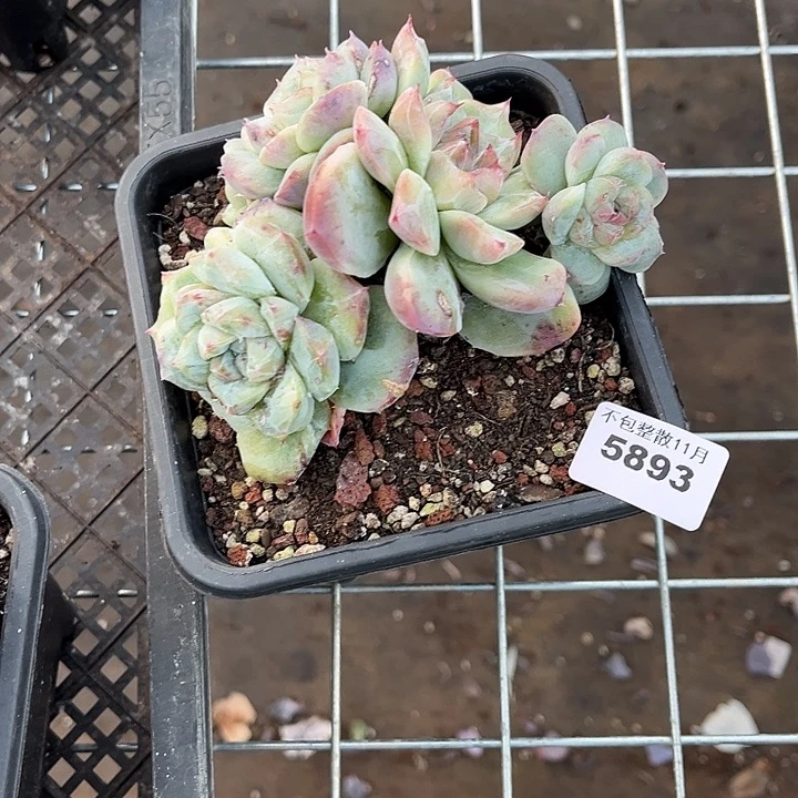 魅***影阿雅园艺。        5893