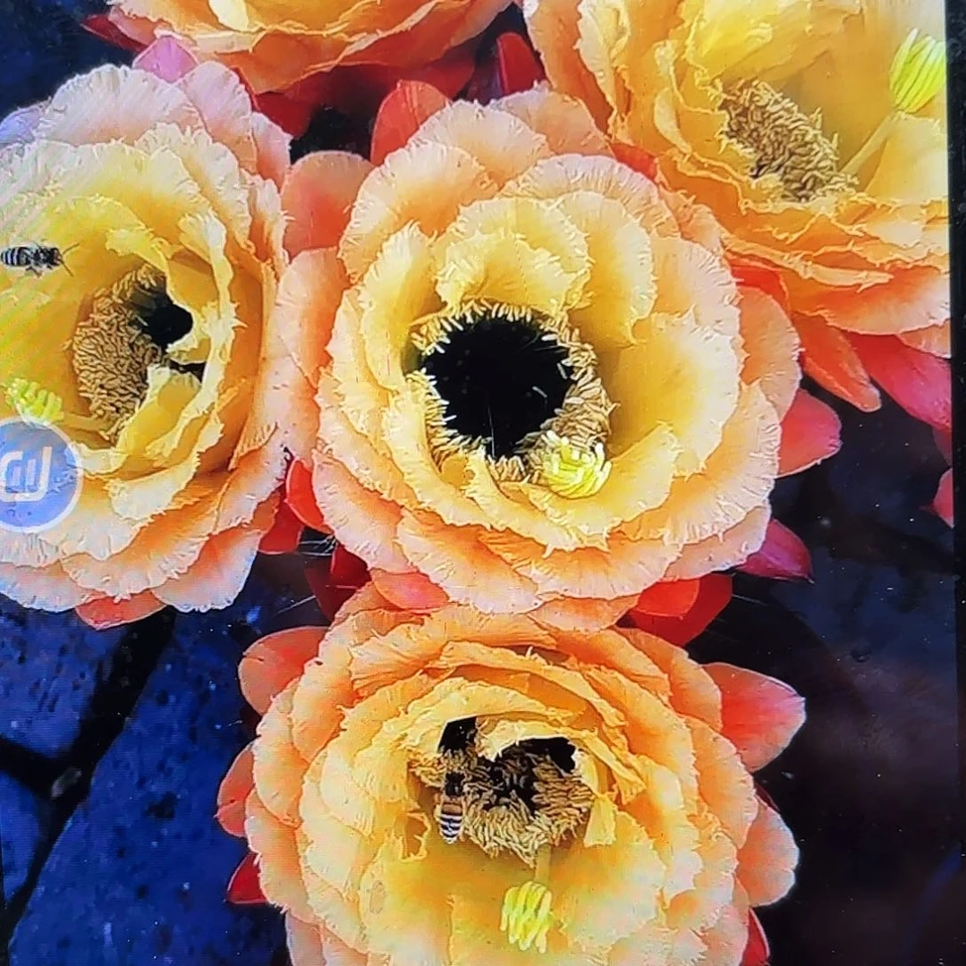 初春毛侧牙20包邮仙人球27