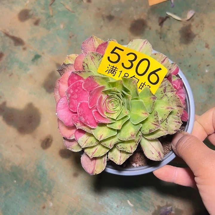 306知否优质多肉法师锦