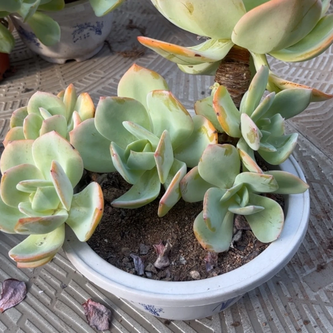 【闪购商品】无花朵用****0