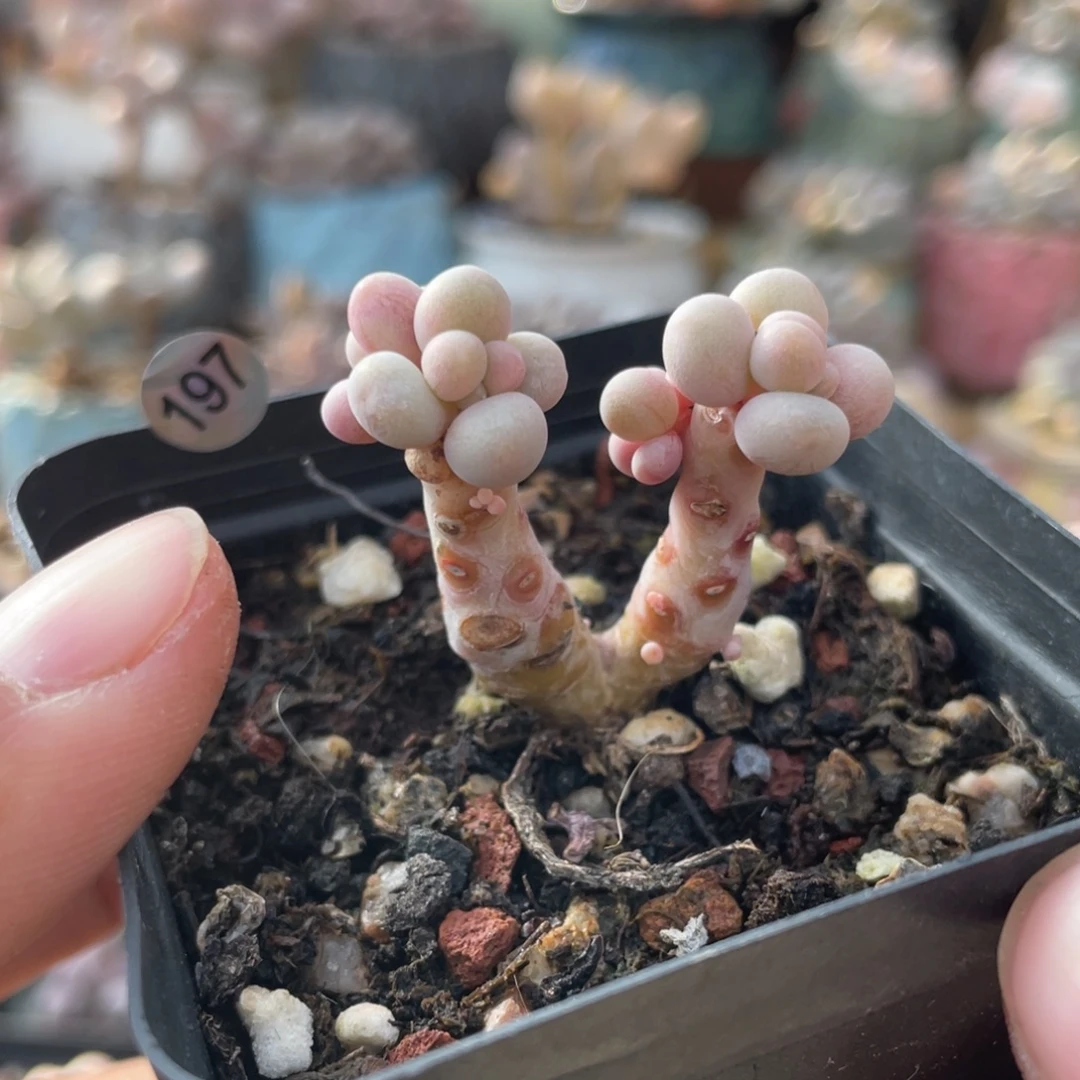 仙子奶酪多肉植物出奶尖