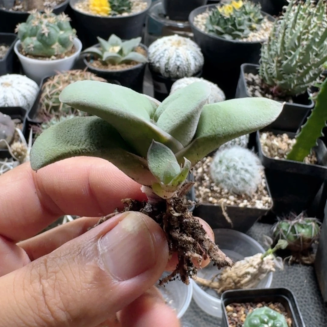 379丸叶白肌卧牛脱土发货