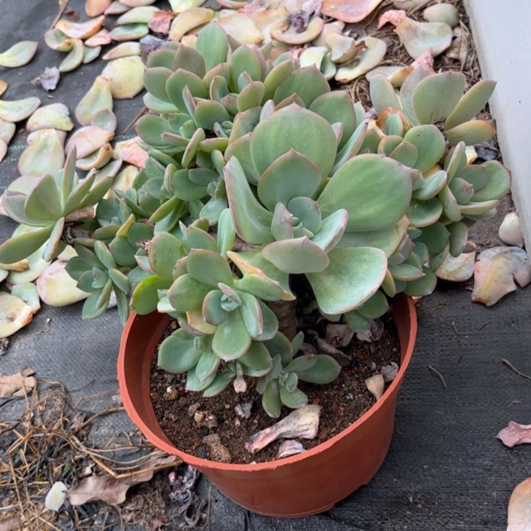 【闪购商品】无花朵理*