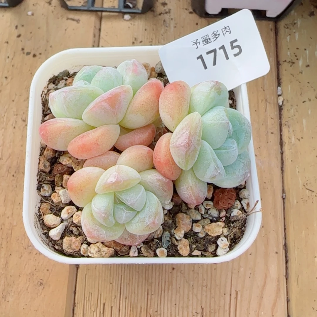 白底奶油冰玉，1715多肉植物
