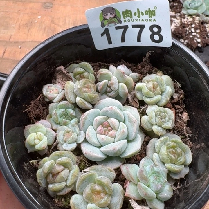 无花朵多肉植物多肉植物