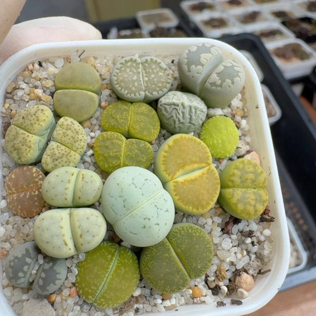 0917-037绿色套装