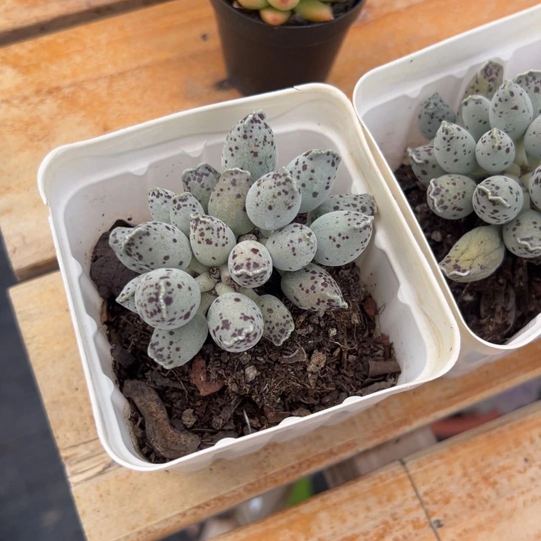 多肉植物多头海豹
