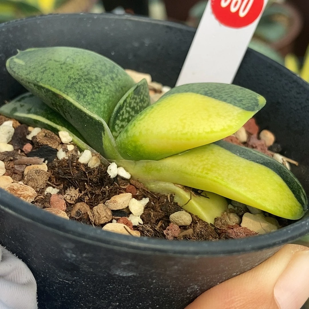 960卧牛实生锦带盆发货