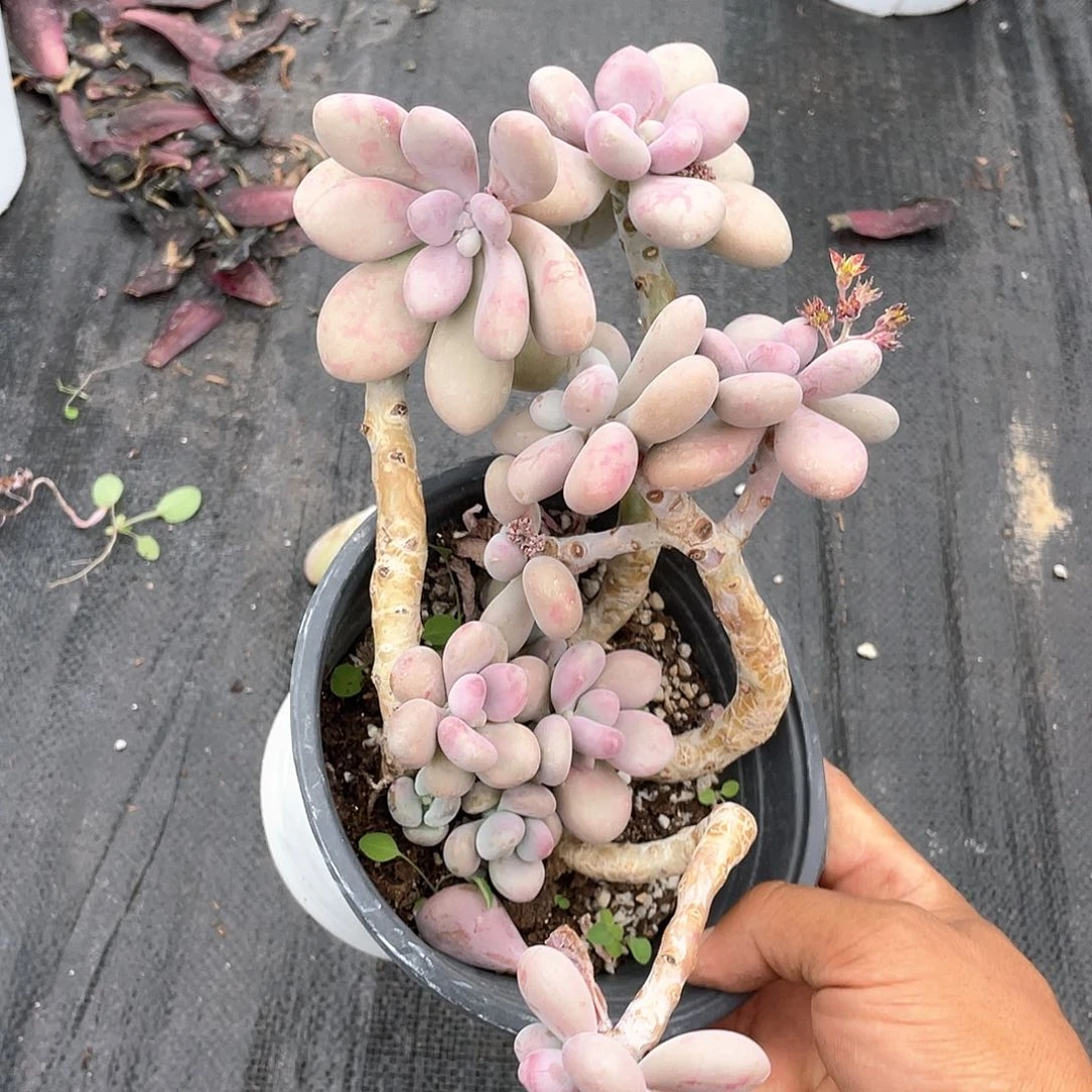 用***3桃蛋大老桩带盆发货