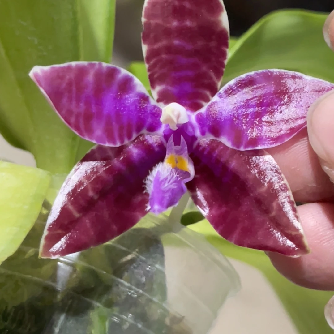 完全开放SWR红路德-1441