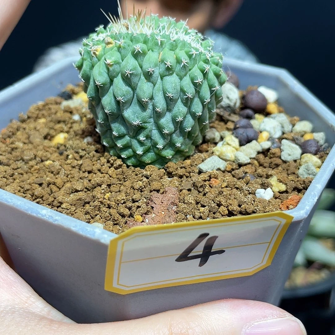 4号徒长的菊水缀化