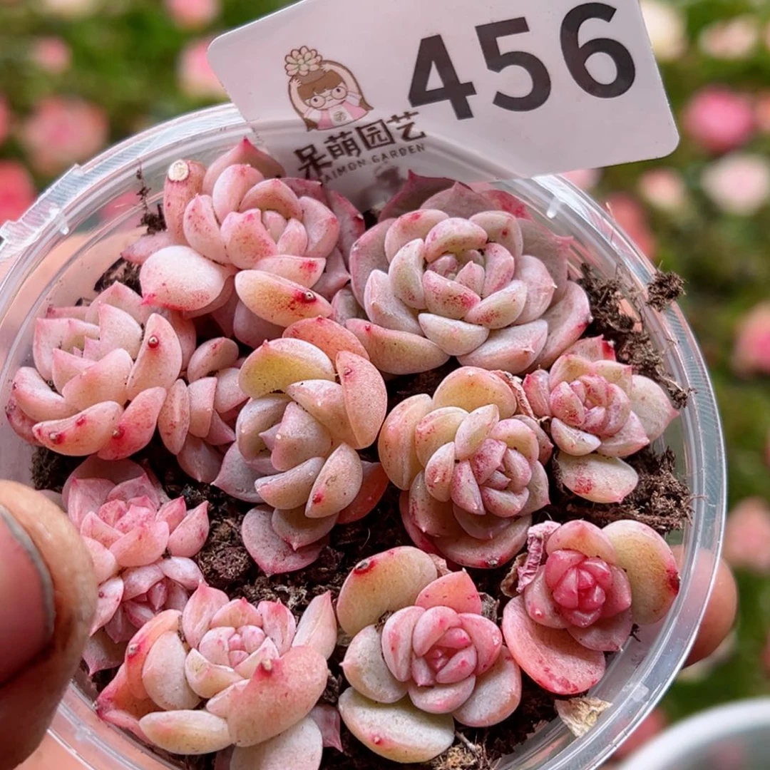 多肉植物多肉植物