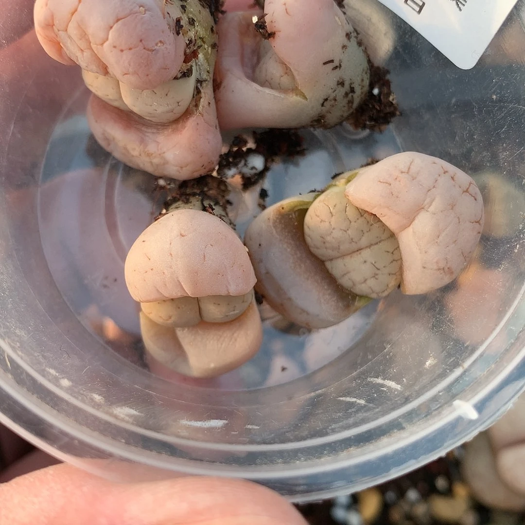 淼*W195多肉植物保护研究所