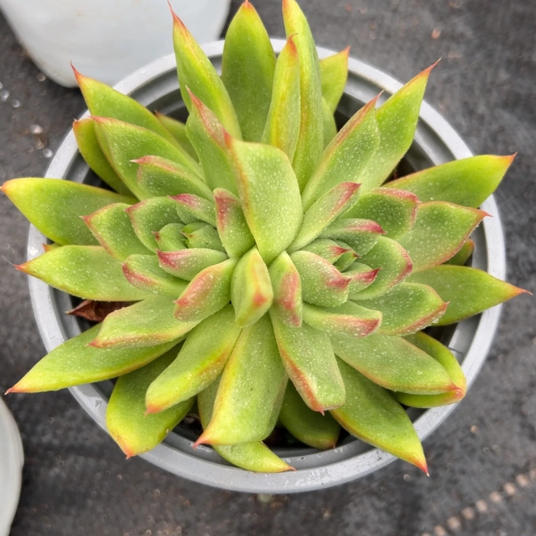 多肉植物一物一拍（37号）