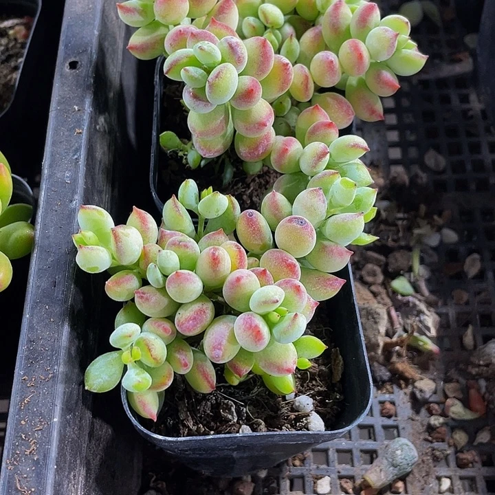 打磨福娘带盆土发