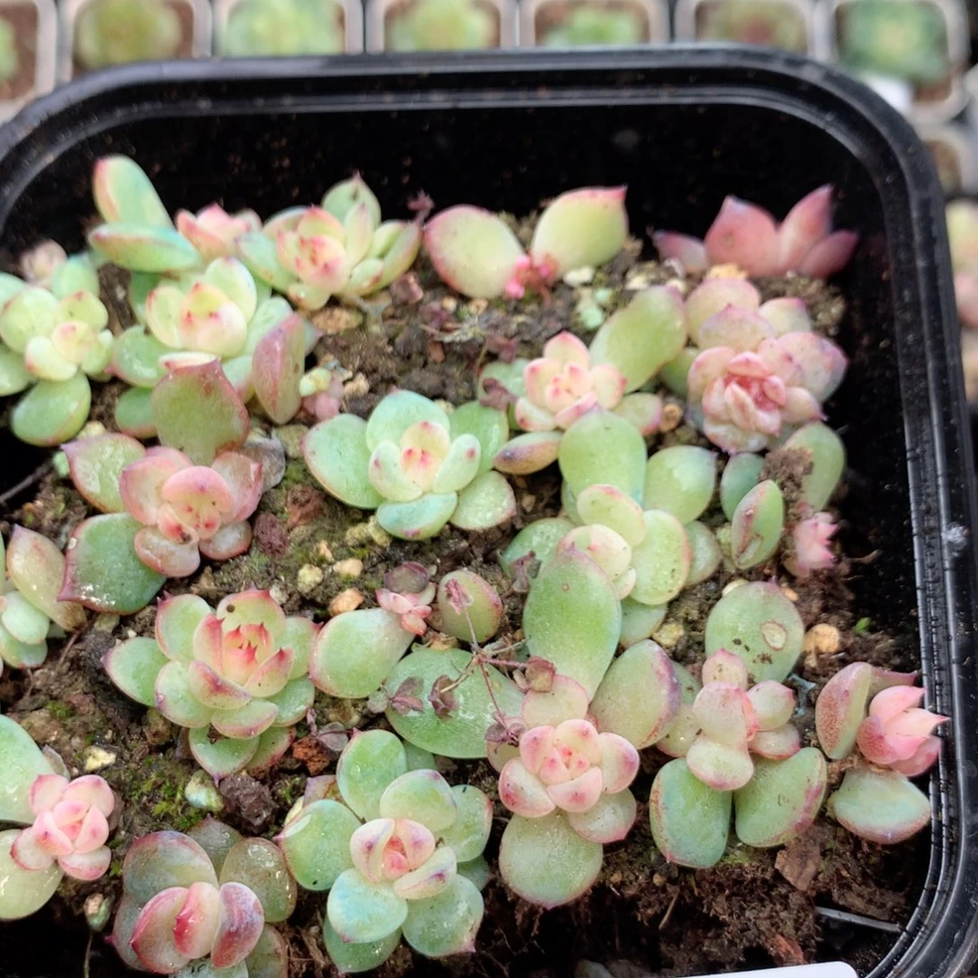 无花朵S205英语英语一
