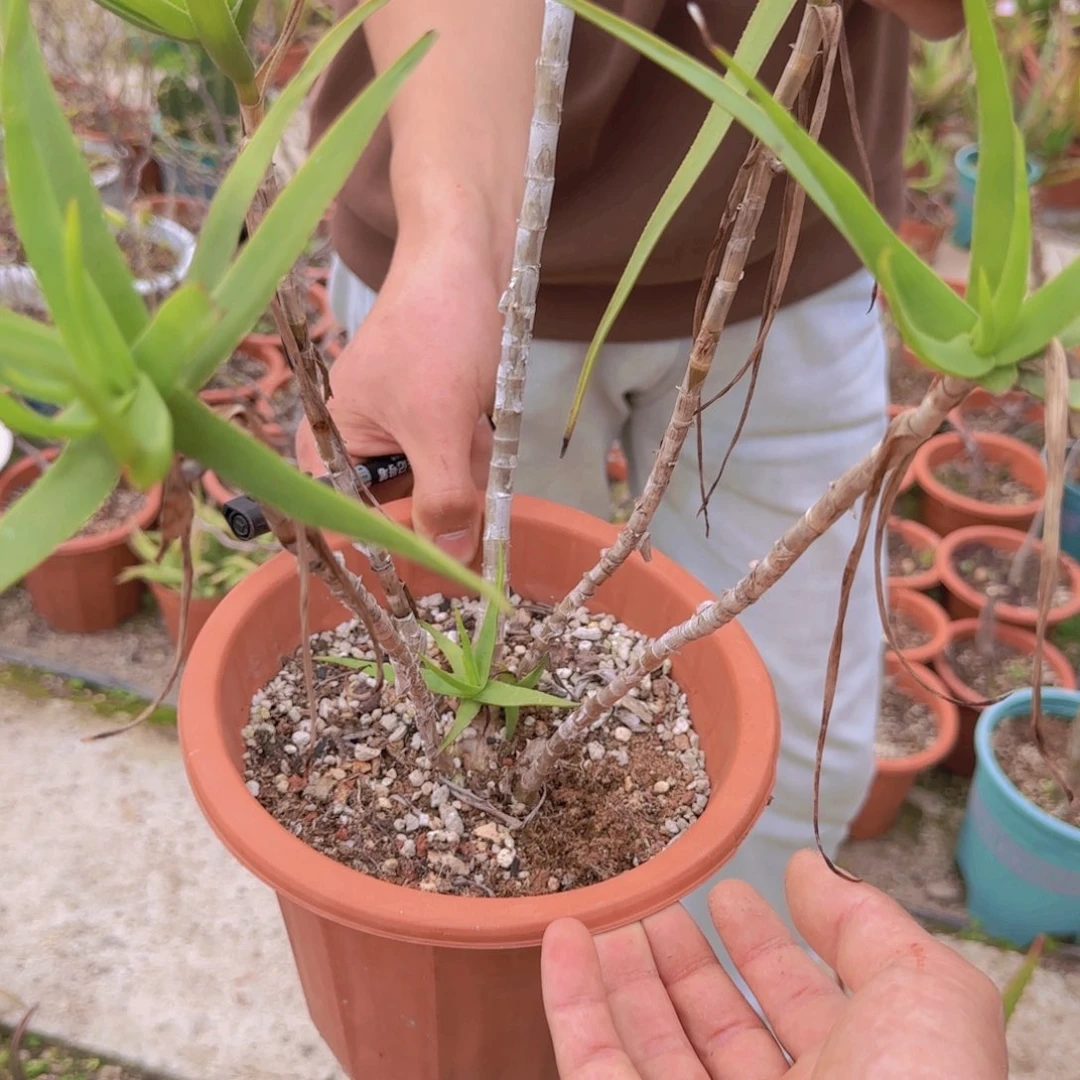 冬*།块根植物块根植物块根