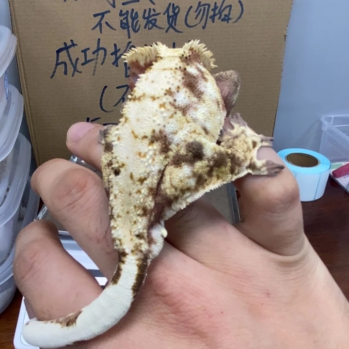 睫角守宫12.4五号