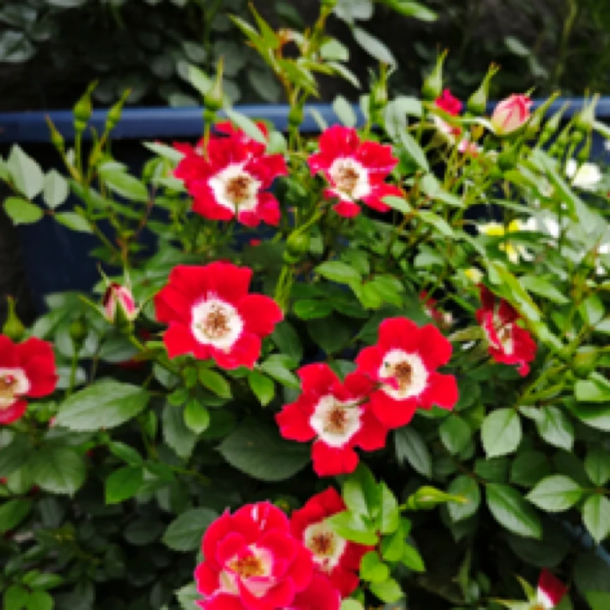 微月小画家，勤花机器➕配阳台耐热月季（共发两颗）