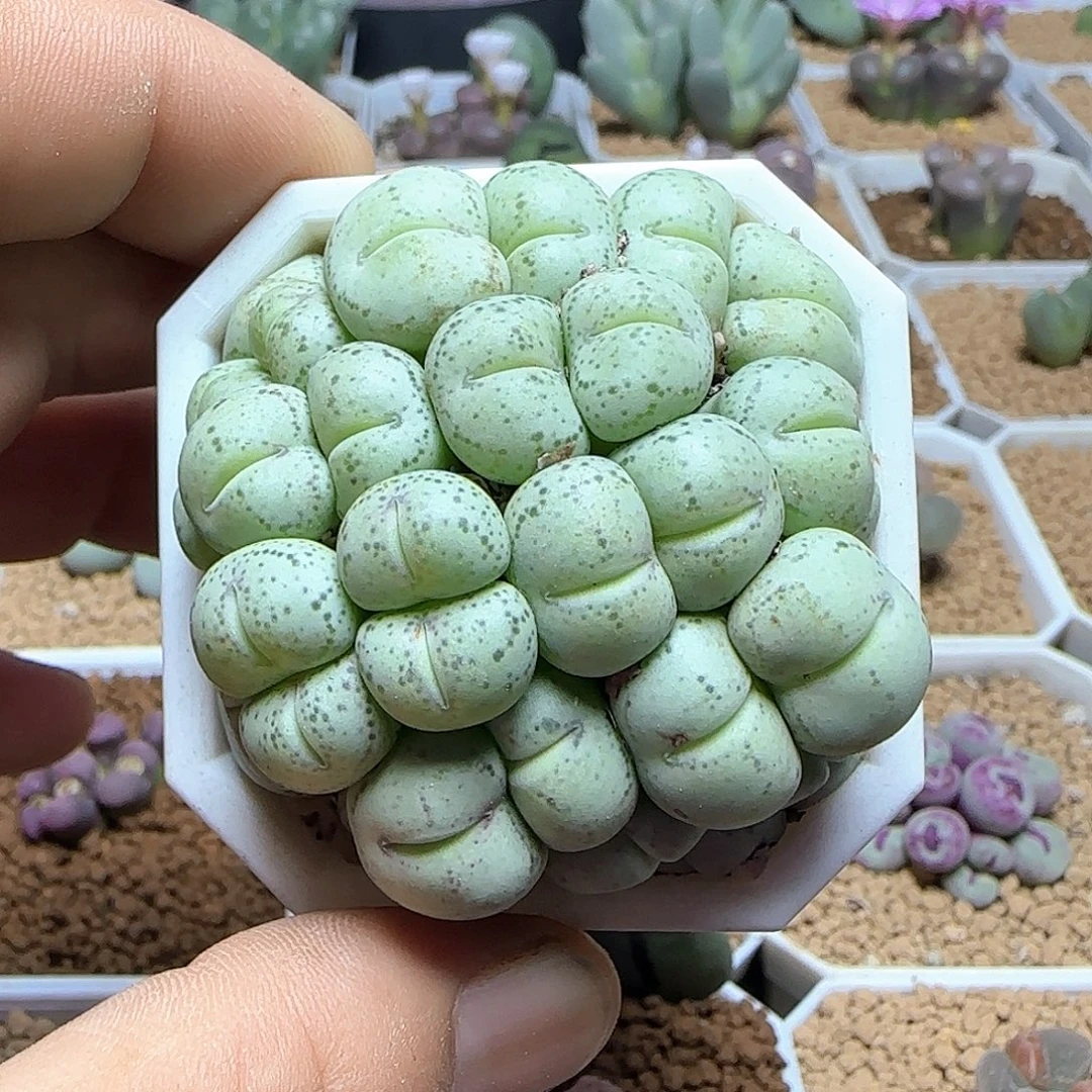 猴脸玛瑙玉。 54208