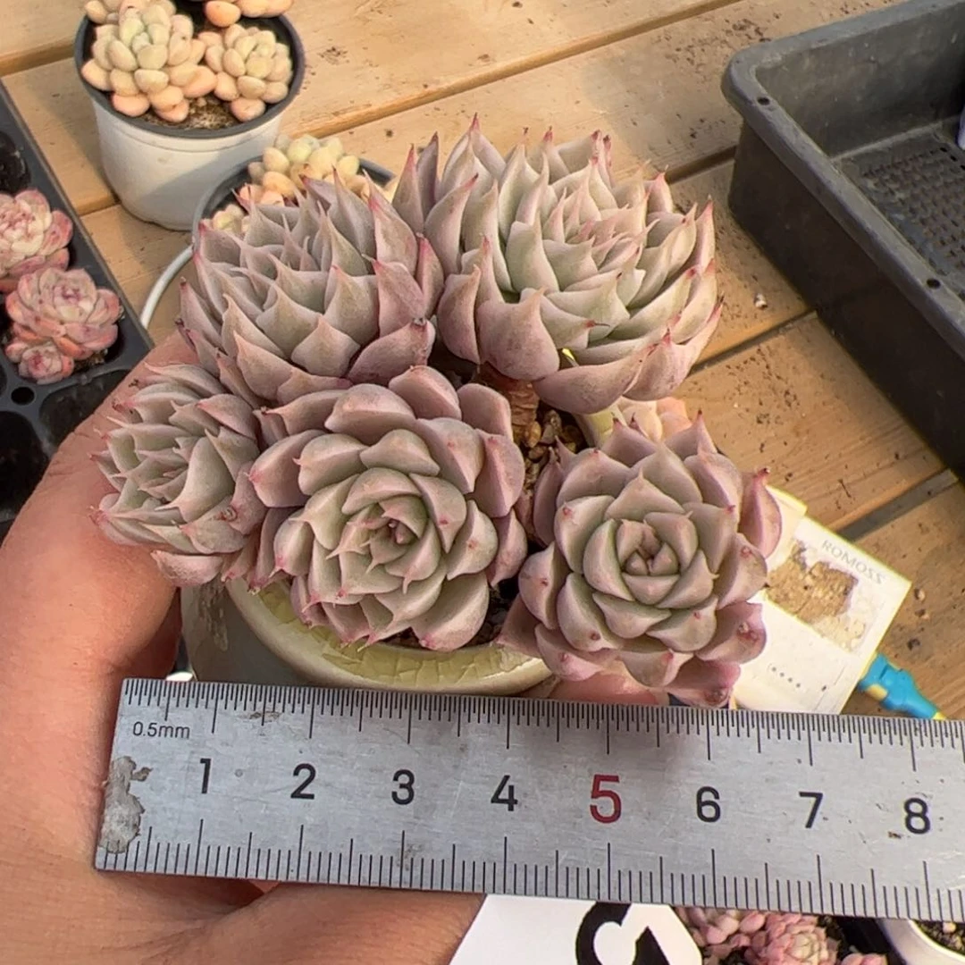 594 多肉植物组合盆栽