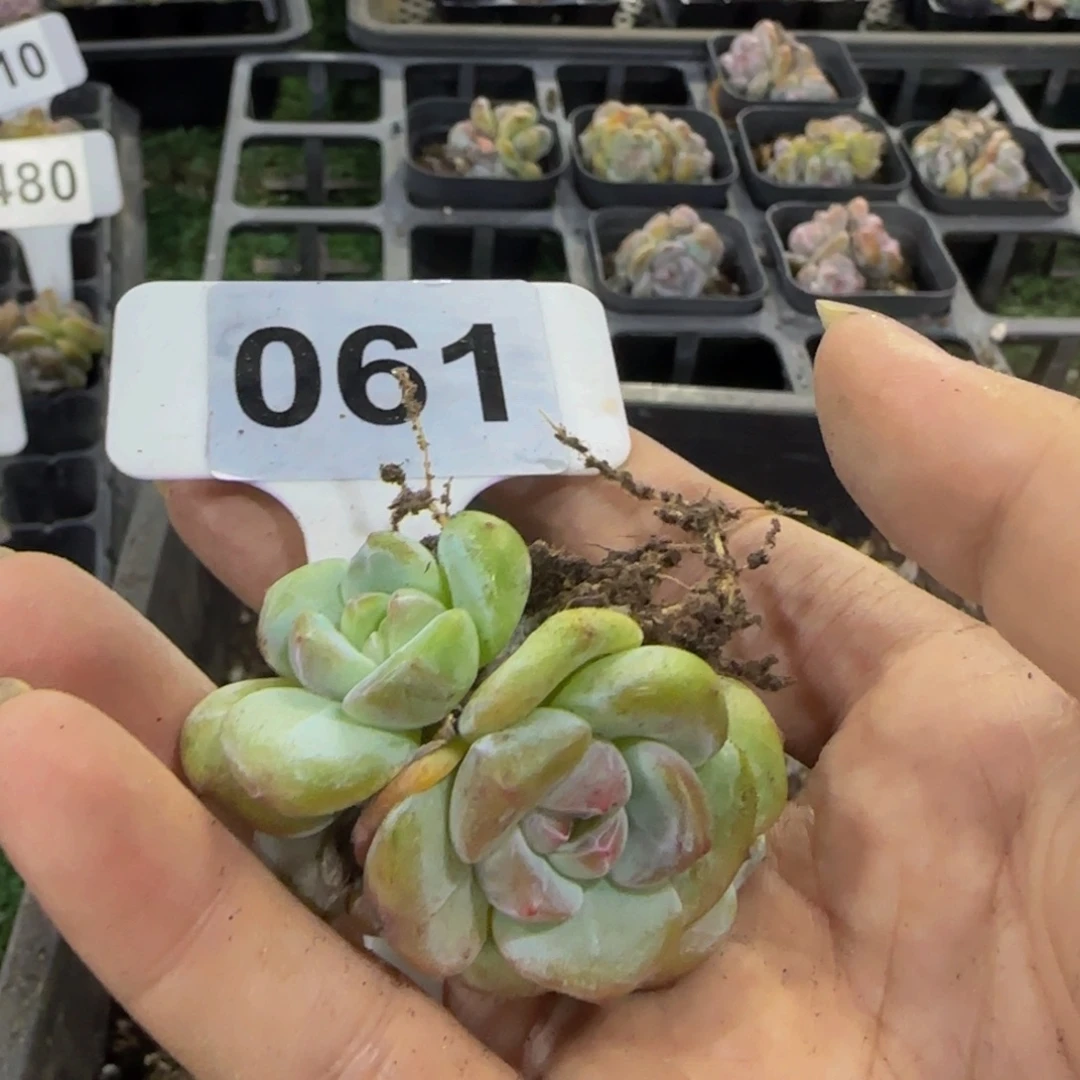 清***砚061 号一物一拍特价福利