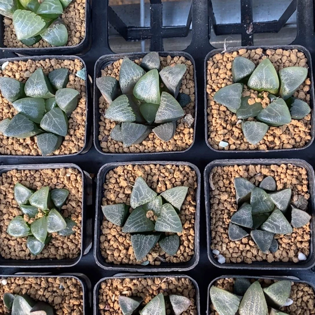 3010 一颗实生大克苗 高货 元旦福利