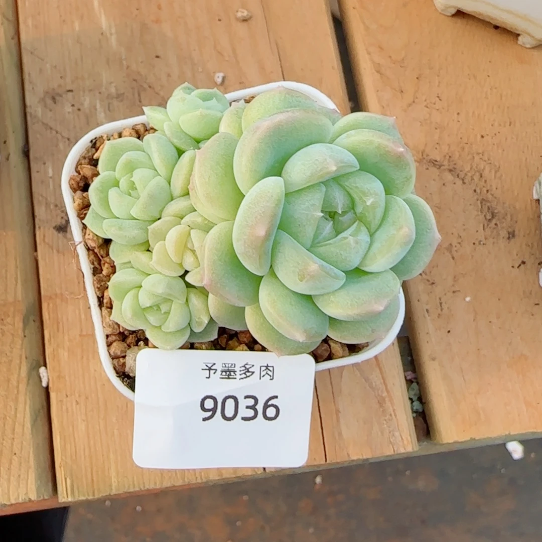 财富密码c5 ，9039带盆发不包整