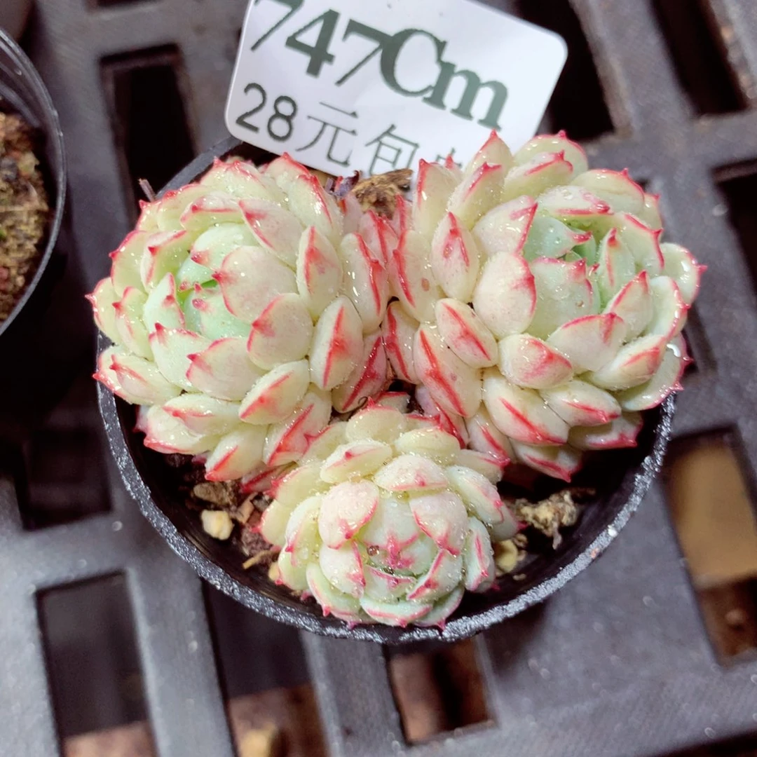 5厘米盆精控多肉747