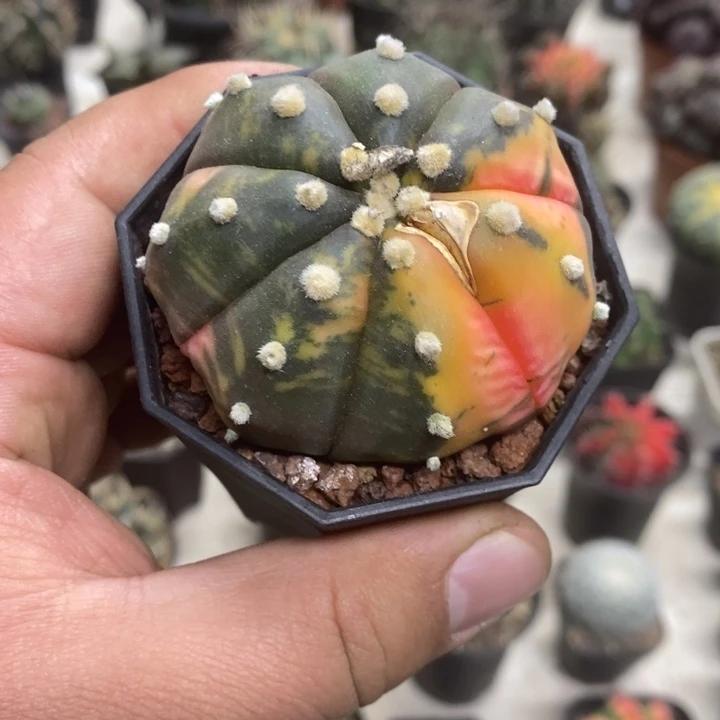 实生兜锦带疤特价