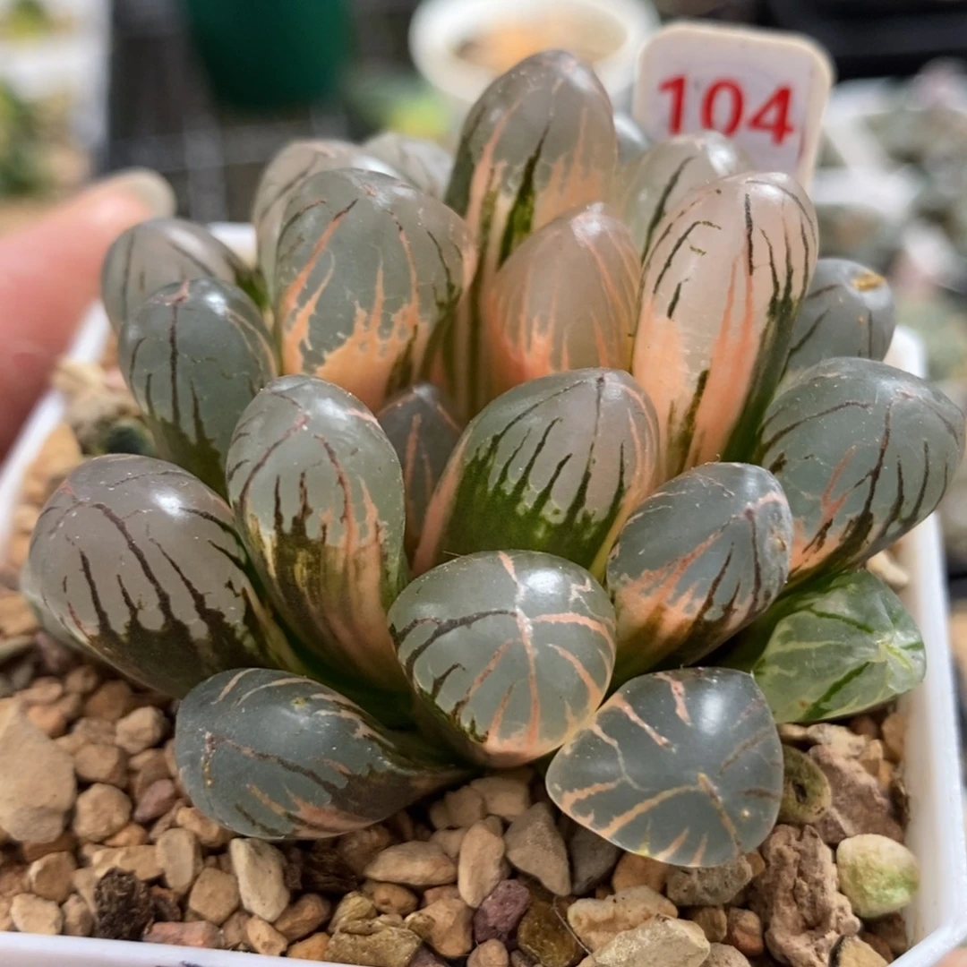 104红太阳玉露锦一物一拍