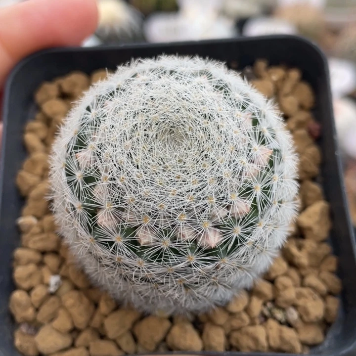 魔美丸        实生根