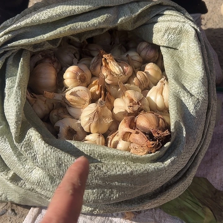盈江勐弄老品种大蒜2斤