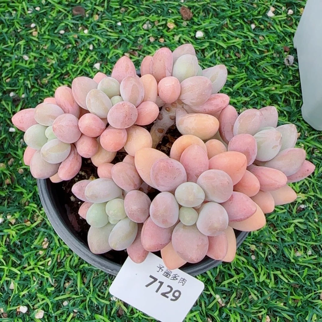粉恋，7129多肉植物