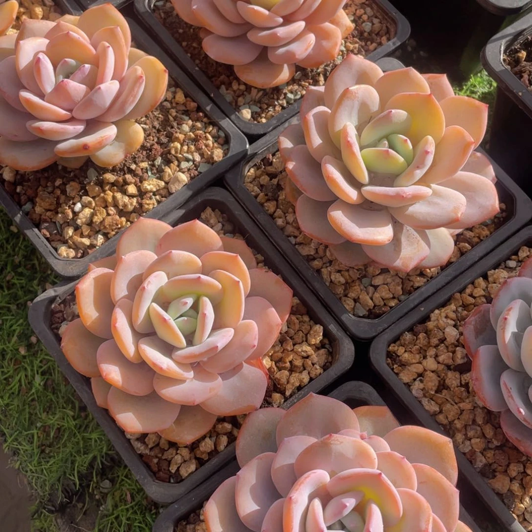 正版奶茶大单头10公分（当天顺丰发货）