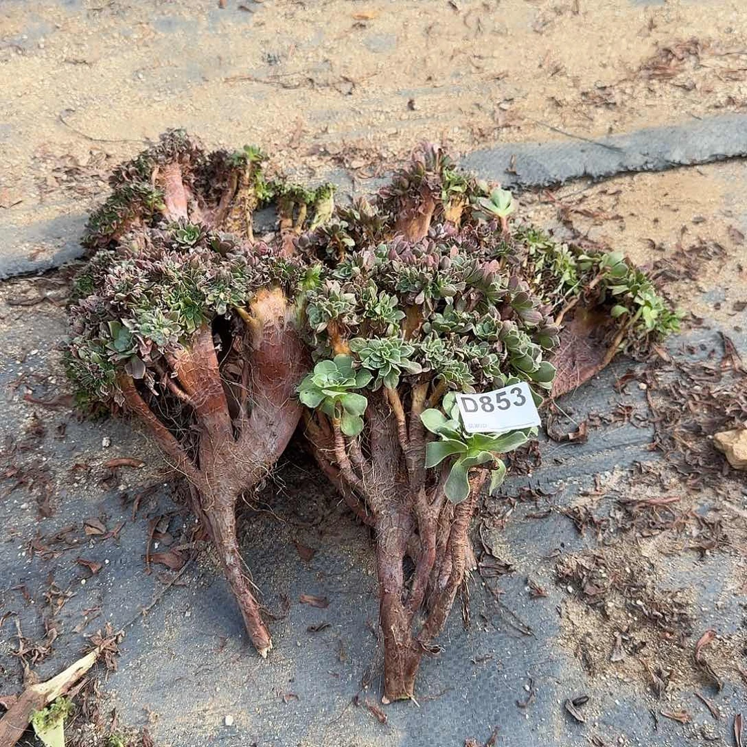 853玫瑰砍头共6个满28包邮