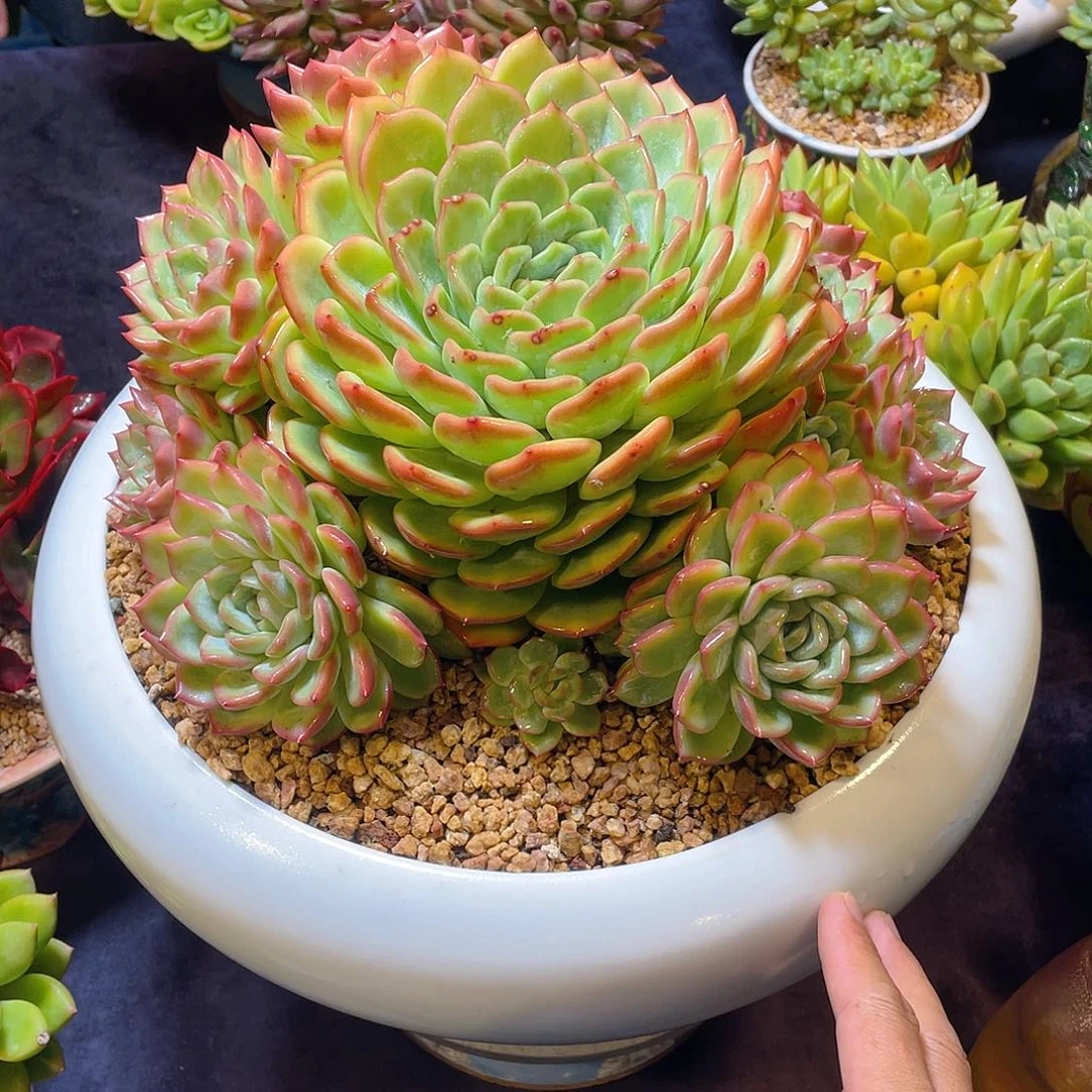上***️多肉植物脱土包邮