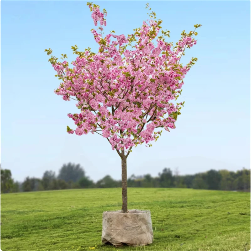 日本樱花树苗庭院别墅花卉樱花大树南北方地栽花园植物风景树耐寒