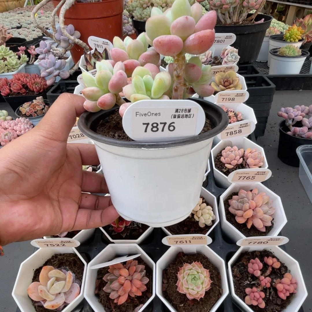 7876樱花洛神10.0厘米