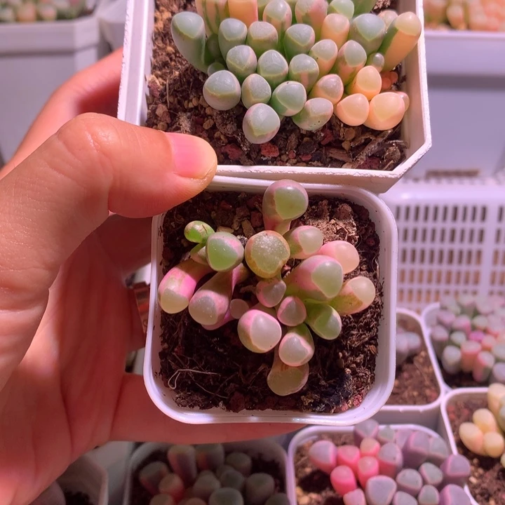 ****五十铃玉锦成株2棵