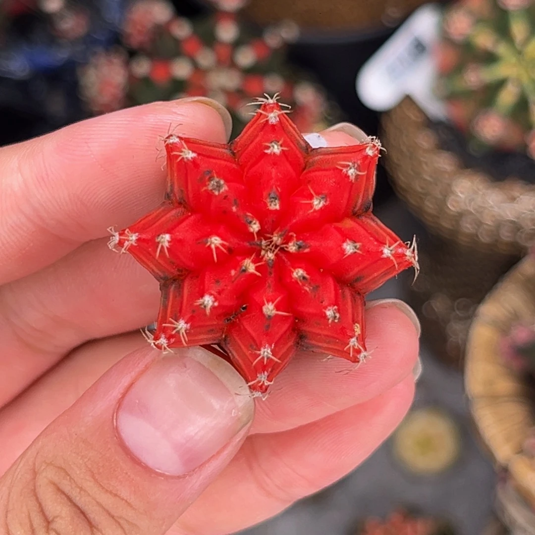 血腥玛丽 米哈仙人球