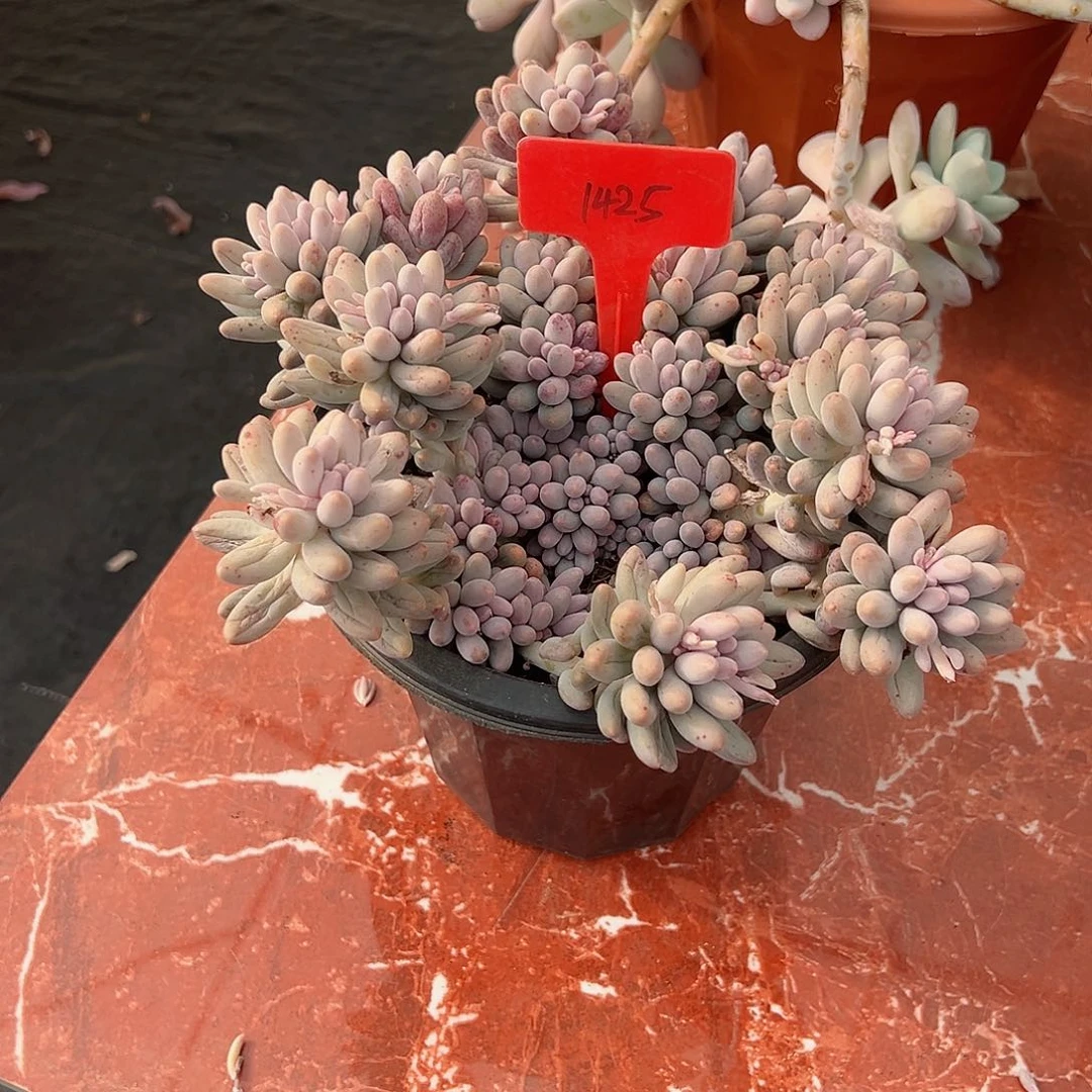 ?**?1425婴儿手指多肉植物