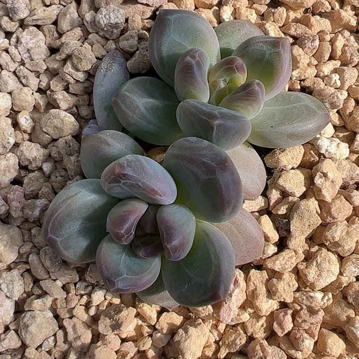 双头紫胖体雪戴莉