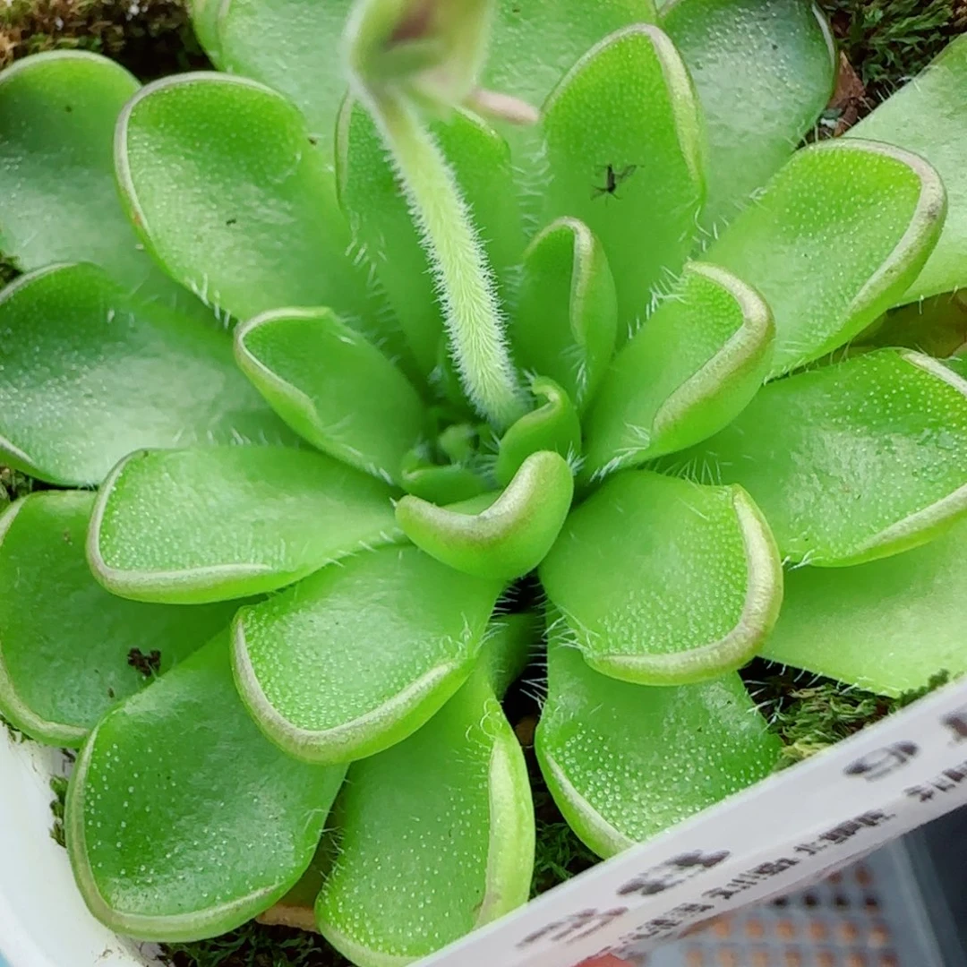 花语逸镜0924-138近藤