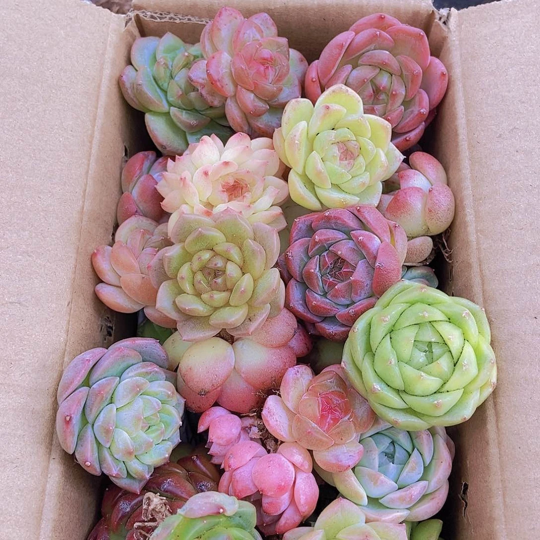 00000001量拍保底20颗