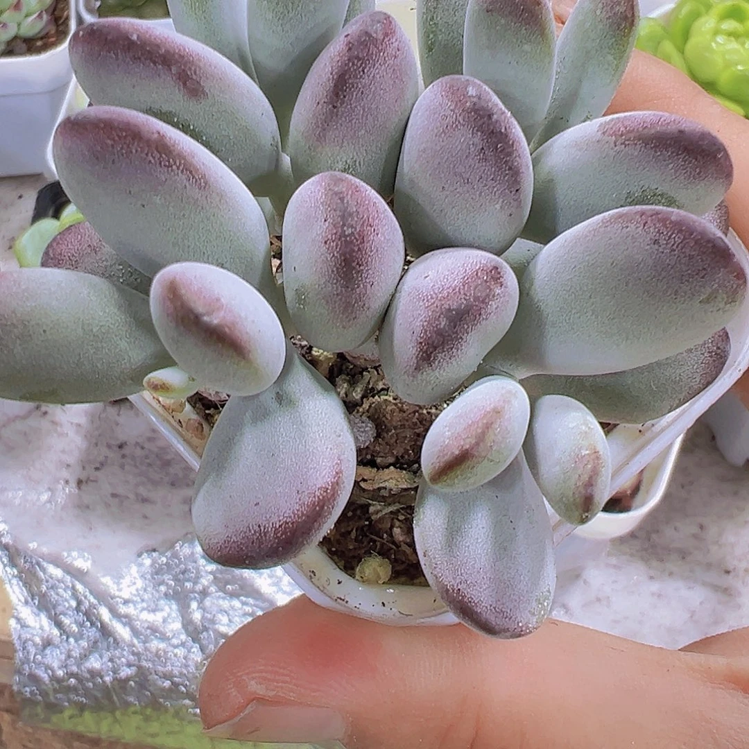 乒乓群9.9包邮多肉