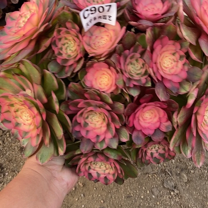 多肉植物荔枝907多肉