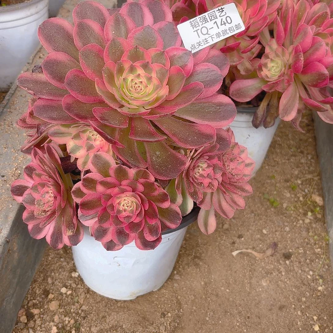 荔枝多肉植物二号140