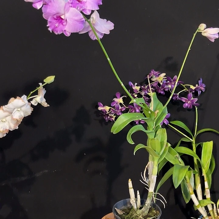 当前无花朵，栽培后可花朵粉卡娜1154